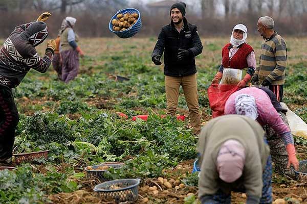 Patates üreticilerinin yüzü gülüyor