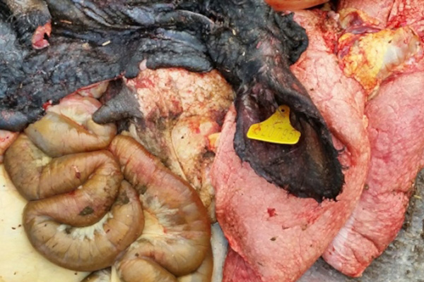 Kaçak at kesimine baskın