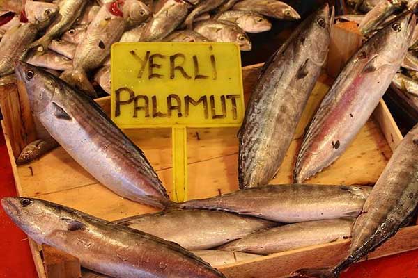 2016'da palamut bolluğu