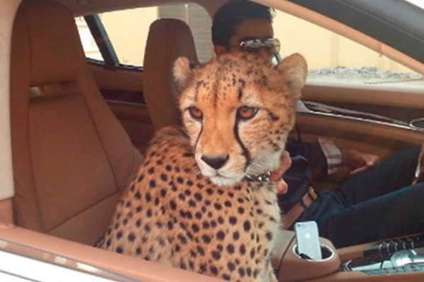 Yabani hayvan besleyenlara 675 bin ceza