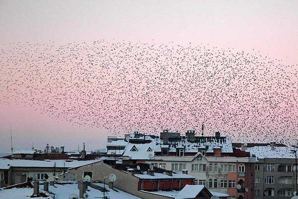 Çarpık kentleşme kuşları da etkiliyor