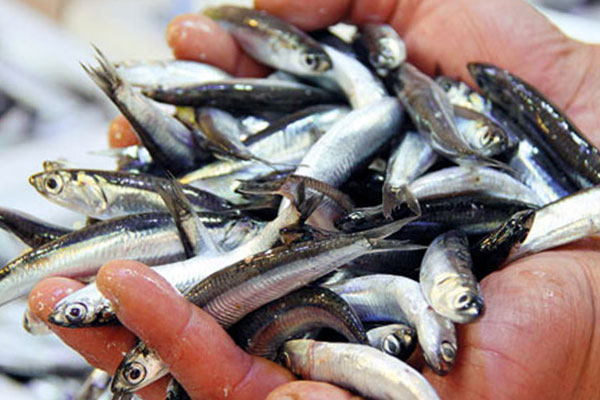 Hamsinin kilosu 15 TL oldu