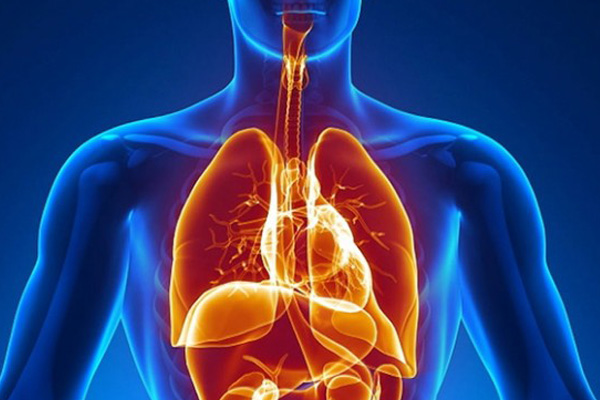 İnsan vücudunda yeni bir organ keşfedildi