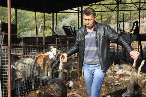 Yangın 20 hayvanı telef etti