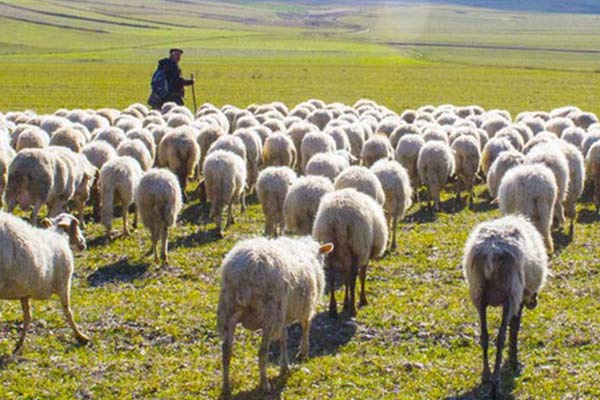 Çorum Valisi Kılıç: Çoban ithal edeceğiz