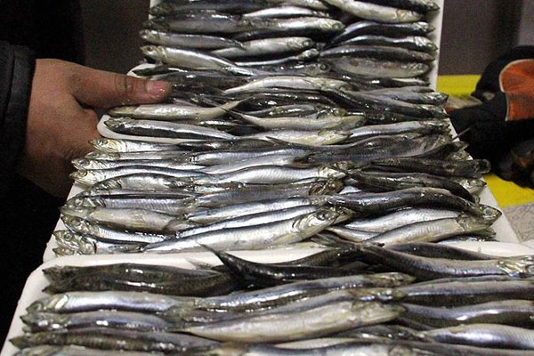Hamsi ihracatında düşüş