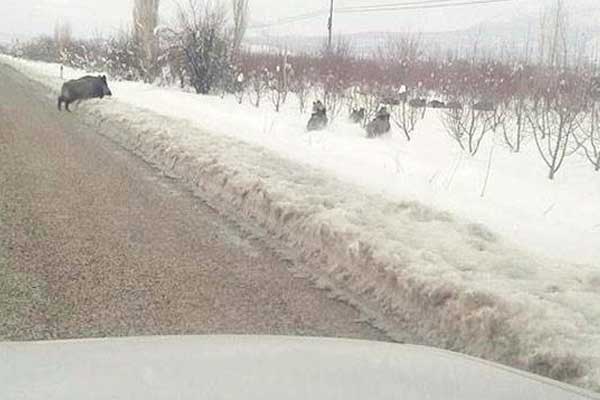 Isparta'da domuzlar şehre indi