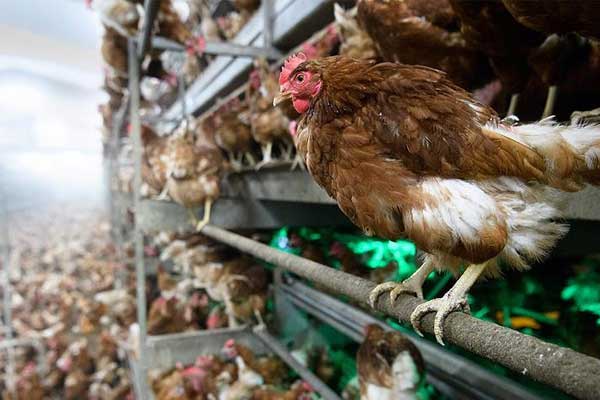 Bulgaristan’da kuş gribi