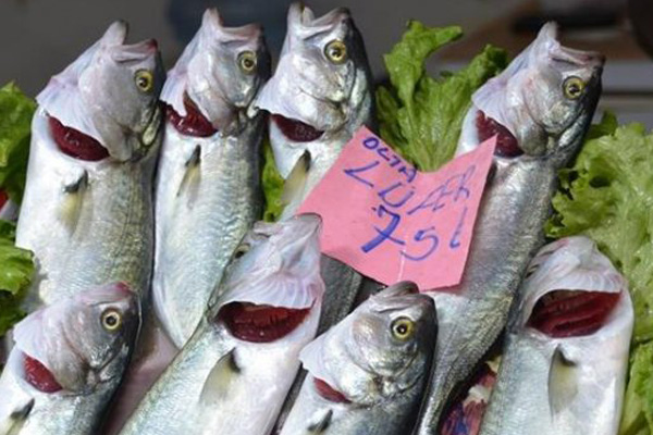 Lüferin kilosu rekora koşuyor