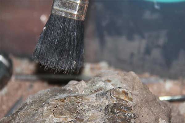 52 milyon yıllık meyve fosili keşfedildi