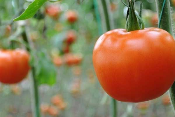 Domatesin fiyatı yüzde yüz arttı