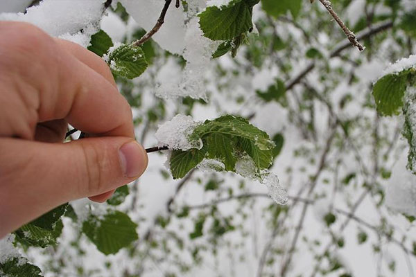 Meteorolojiden 'zirai don' uyarısı
