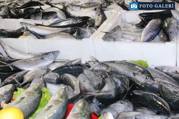 Türkiye, Palamut avında rekor kırdı