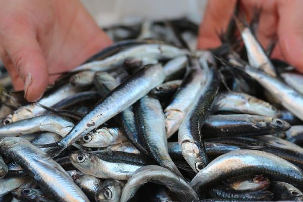 Balık fiyatlarına 'kar' zammı!