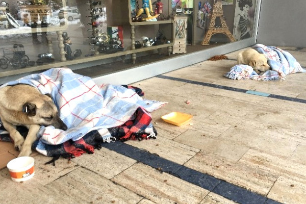 Sokak hayvanlarını battaniyeye sardılar