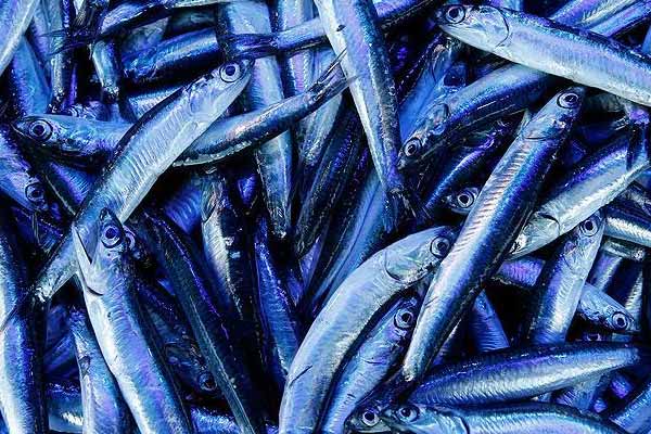 Karadenizli balıkçılar hamsiyi Gürcistan'da arayacak