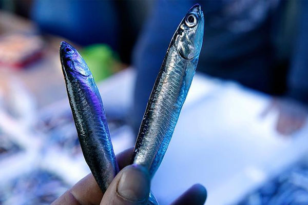 Hamsi fiyatları cep yakıyor