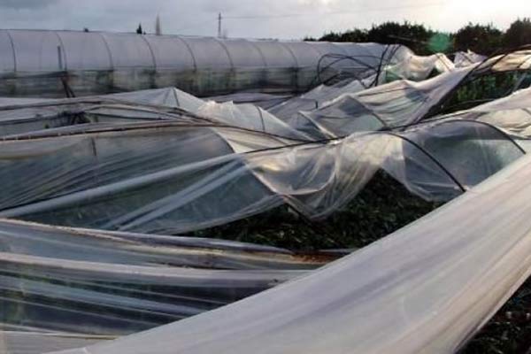 Şiddetli rüzgar seraları yıktı