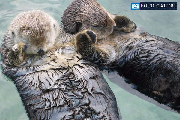 Bunları daha önce hiç duymadınız!