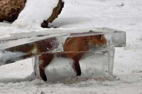 Tuna Nehri'ne düşen tilki dondu
