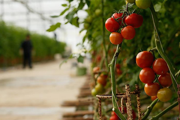 Tarım ÜFE aralıkta arttı