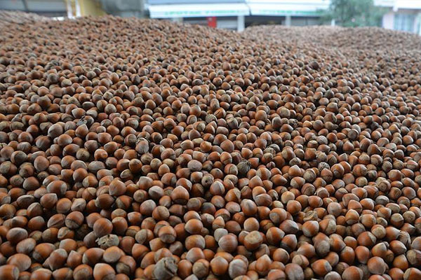 Fındık üreticilerinde 25 kuruş memnuniyeti