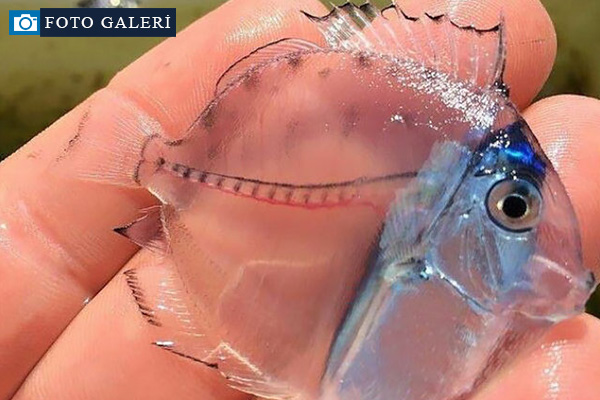 Şeffaf canlılar görenleri hayrete düşürüyor!