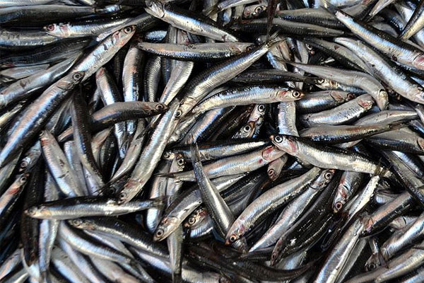 Vatandaşın tercihi hamsi