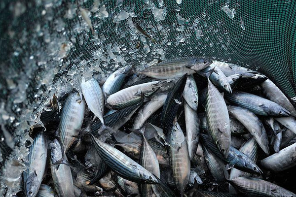 Balık fiyatları yükselişe geçti