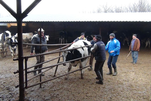 Bursa’da ’şap’ paniği