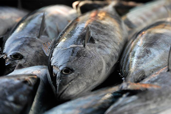 Balık fiyatlarına fırtına zammı