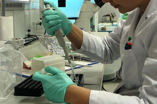 Almanya'da domuz gribi paniği