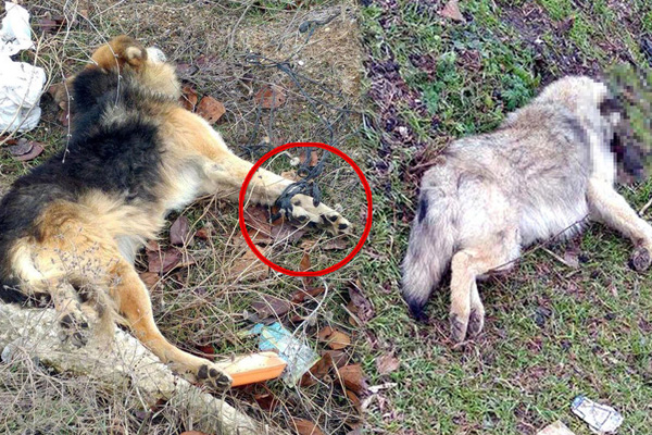 Tekirdağ'da vahşet! Kedilerden sonra bu kez köpekler öldürüldü
