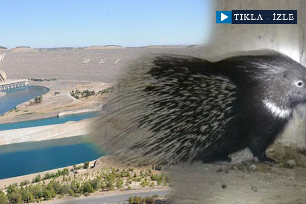 Dev projeyi durdurdu