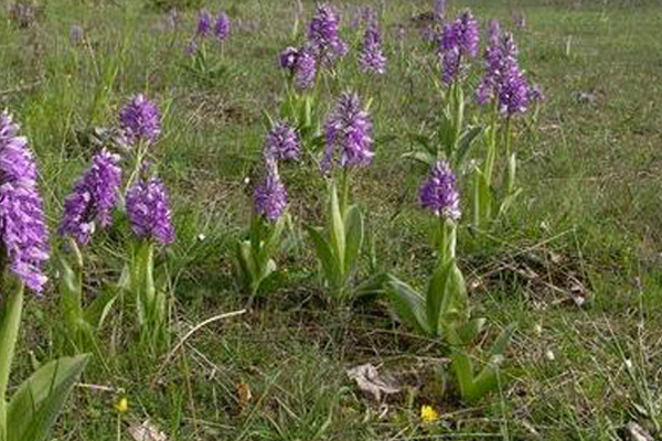 İzinsiz salep toplamaya 40 bin lira ceza