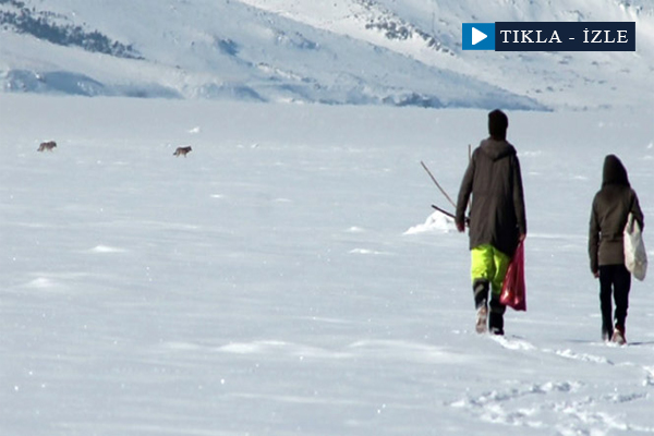 Balıkçılar ve kurtlar bir arada