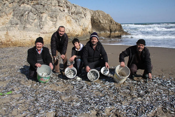Kocaeli'de tonlarca istavrit karaya vurdu
