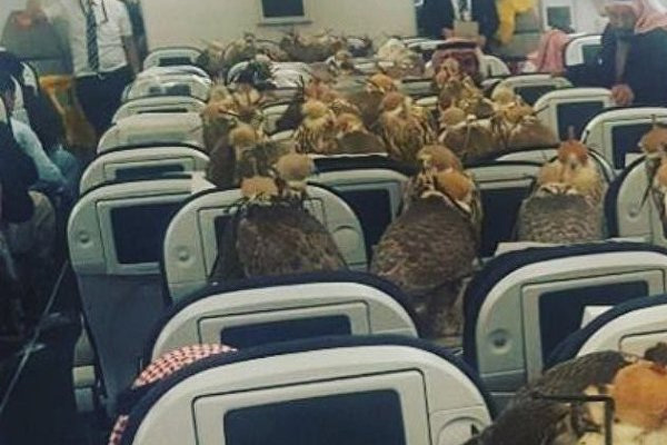 Suudi prens, şahinlerine 80 koltuk satın aldı