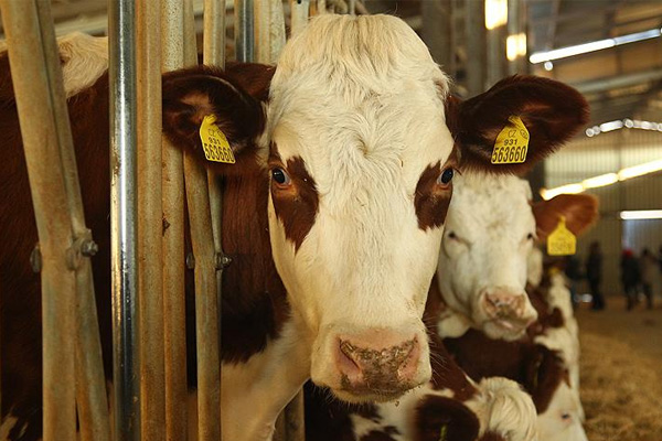 Tüberküloza dirençli büyükbaş hayvan klonlandı