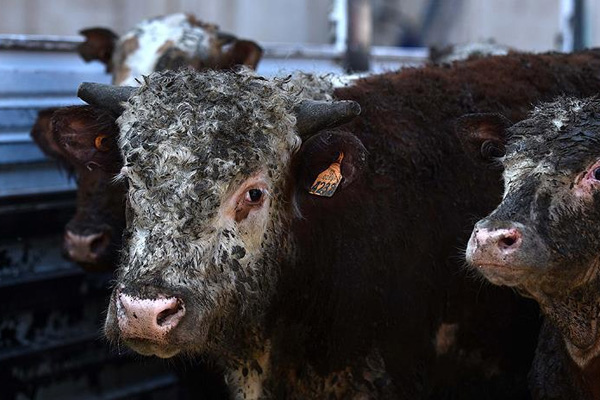 ESK'dan hayvan ithalatı açıklaması