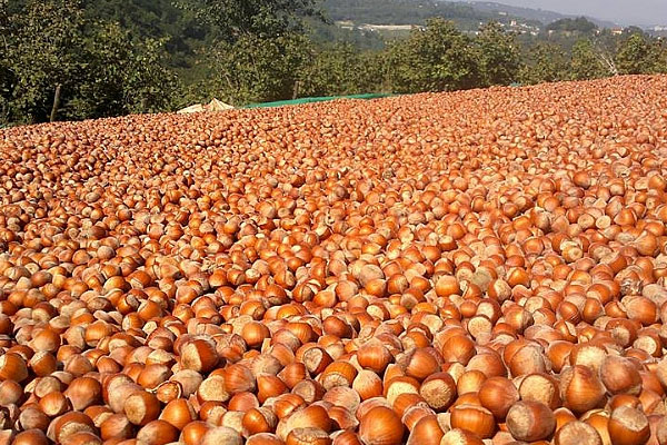 Fındık ihracatında düşüş sürüyor