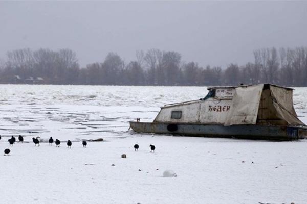 İsveç'te donan nehirdeki geyik kurtarıldı