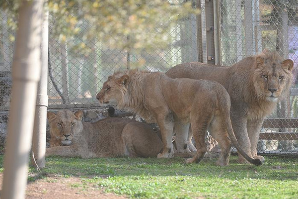 3'üz aslanlar yeni yuvalarında
