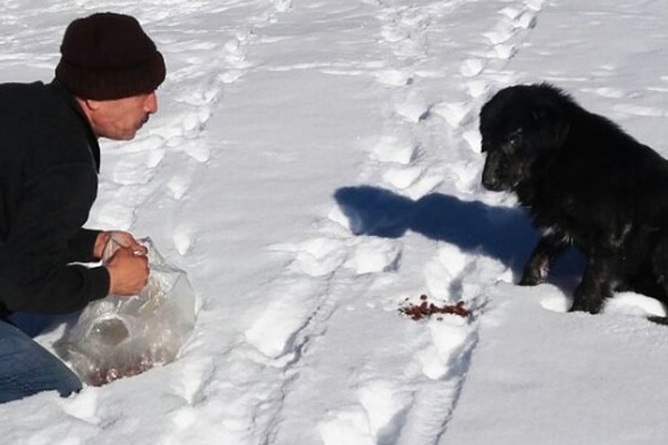Bolu’da köpekler donmak üzereyken kurtarıldı