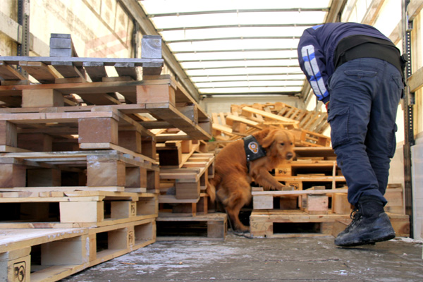 Narkotik köpeği 99 kilo eroin buldu