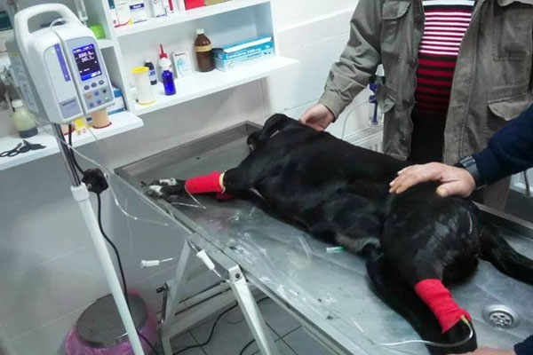 Çanakkale’de hayvan katliamı