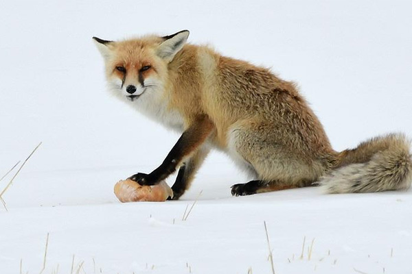 Aç kalan tilkiyi ekmekle besledi