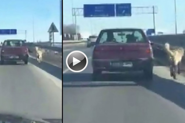 Trafikte köpeğe işkence