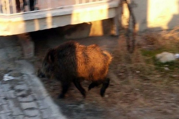 Malatya'da aç kalan domuzlar şehre indi