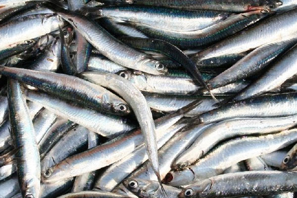 En pahalı hamsi Türkiye'de